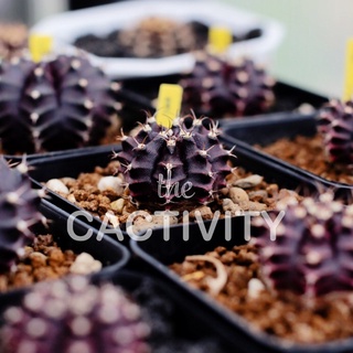 ยิมโน มิฮาโน รูบี้ Gymnocalycium​ Mihano​ Ruby ไม้เมล็ด