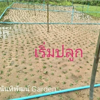 หญ้าไทเป แท้ ชุด6 ตารางเมตร หญ้าสวยไม่ต้องตัด1000% 3กิโล