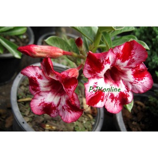 "เฮง เฮง" ต้นชวนชม ดอกชั้นเดียว ไม้รุ่นเก่าเริ่มหายาก  adenium desert rose plant