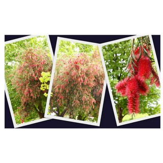 ต้นแปรงล้างขวด Bottle brush กระถาง11นิ้ว