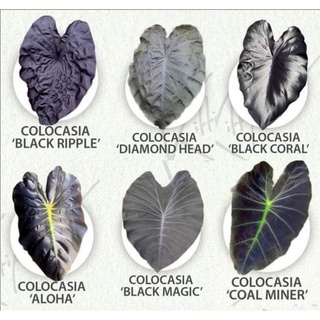 Colocasia ยอดฮิต ราคาถูก