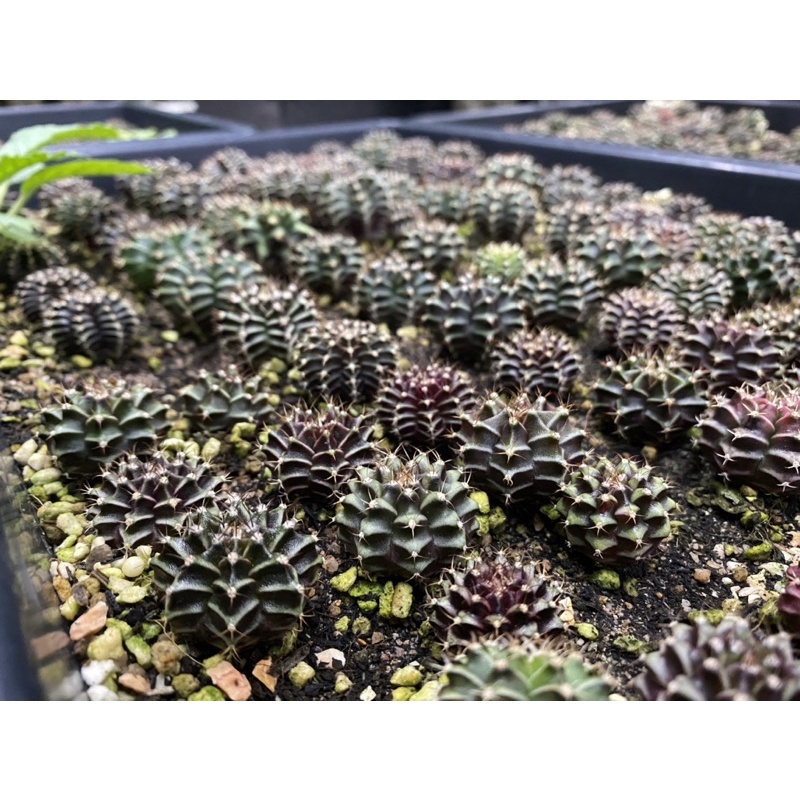 กระบองเพชร cactus แคคตัส ยิมโนเชื้อด่าง10ต้นแถม1ต้น