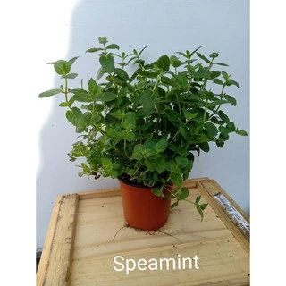เมล็ด SPEARMINT seed สเปียร์มินต์