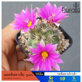 ต้นกระบองเพชร แมมมิลลาเรีย ชูแมนนิไอ Mammillaria Schumannii แคคตัส กระบองเพชร #cactus #succulent #ชมพู