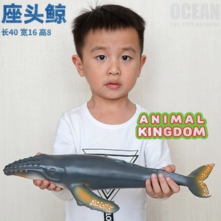 Animal Kingdom - โมเดลสัตว์ ปลาวาฬหลังค่อม ขนาด 41.00 CM แบบนิ่ม (จากสงขลา)