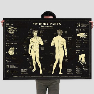 โปสเตอร์สื่อการสอนร่างกายของเรา 3 ภาษา My Body Parts Trilingual