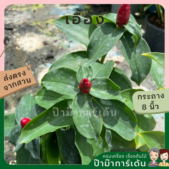 มุมมอง 3