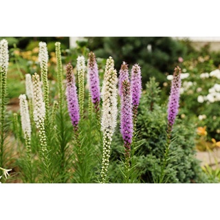 เมล็ดพันธุ์ ลิอะทริส liatris spicata gayfeather 300 เมล็ด เมล็ดพันธุ์นำเข้าจาก ยุโรป อัตราการงอก 90 %