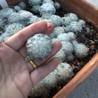 ขนนกขาว   ( M.pumosa_ ) ไม้เพาะเมล็ด ราคาเบาๆ (ส่งทั้งกระถาง/ถอดราก)