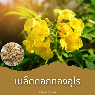 เมล็ดพันธุ์ดอกทองอุไร 15 เมล็ด  🔺โปรสั่งสินค้าภายในร้าน30บาทขึ้นไปค่ะ