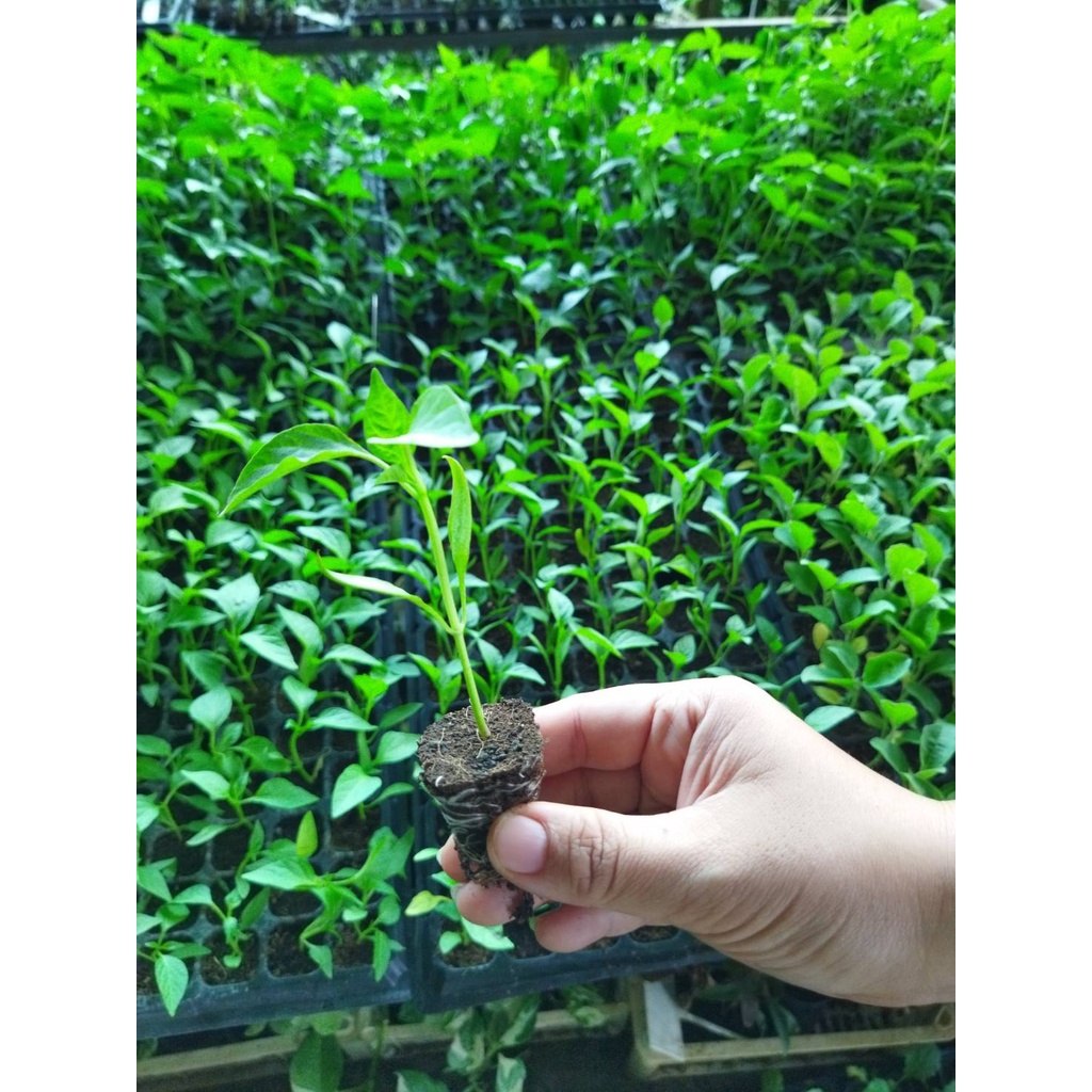 ต้นกล้า พริกยักษ์หวานต้นกล้า พริกยักษ์หวาน sweet pepper มีรสชาติหวานและไม่เผ็ด นำมารับประทานสดในสลัด