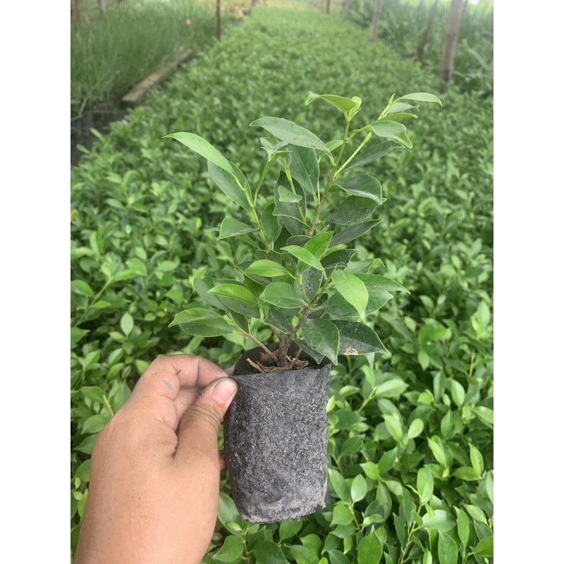 ต้นไทรเกาหลี ไทรเกาหลี 15-30 ซม ต้นสวยๆ (เก็บเงินปลายทางทักแชท)