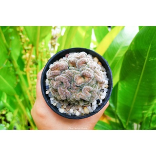 แมมมิลลาเรีย กาซิแล คริสตาต้า (Mammillaria giselae f.cristata) ไม้สะสม หายาก