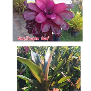 หน่อ-สับปะรดสี#bromeliad# Neo Purple Star #ต้นไม้สวยงาม# ไม้ประดับ# ตกแต่งบ้าน#bromeliad# ไม้ประดับ# ไม้มงคล# ขายถูก