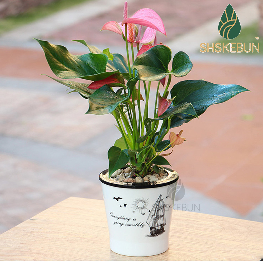 2 ชั้นรดน้ําด้วยตนเองหม้อกระบองเพชรและ Succulent Home Outdoor Pasu Bunga Plastik wu花盆 SHS KEBUN Q001