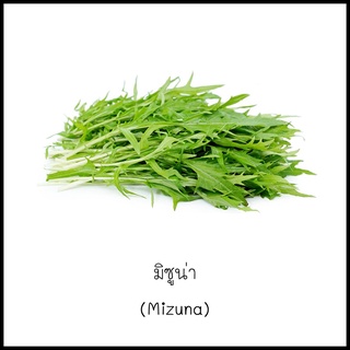 เมล็ดมิซูน่า (Mizuna) 100 เมล็ด [10 แถม 1 คละได้]