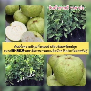 ต้นฝรั่งหวานพิรุณ กิ่งตอนชำเรียบร้อยพร้อมปลูก ขนาด50-80cm รสชาติหวาน กรอบ เมล็ดน้อย 8เดือนติดลูก รับประกันสายพันธุ์