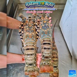 กุ้งมังกร7สี ตัวละ 1 กก จากทะเลอันดามัน