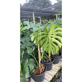 Montera giant มอเตล่า ไจแอ้นท์ ใบฉีกเต็มที่ ใหญ่กว่าหน้าแอดมินประมาณ4เท่า