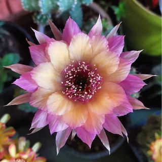 กระบองเพชร cactus หน่อเด็ดสด Echinopsis (Wintera) อิชินอปซิส กระบองเพชร แคคตัส