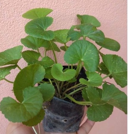 ใบบัวบกพร้อมปลูกในถุงดำ25บาท