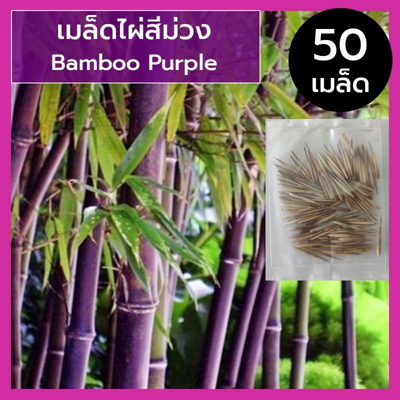 เมล็ดไผ่สีม่วง เมล็ดไผ่ ไผ่สีม่วง Purple Bamboo หายาก ( 20 | 50 เมล็ด ) เมล็ดนำเข้า