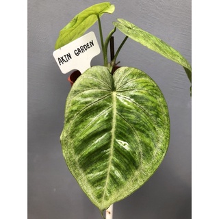 Syngonium Chiapense ออมใบบุญ