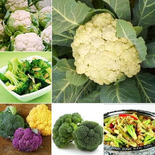 Ready Stock Cauliflower Seeds 200pcs/bag อย่างดี คุณค่าทางโภชนาการที่ดีต่อสุขภาพและสูง เมล็ดพันธุ์ผัก อุปกรการเกษตร