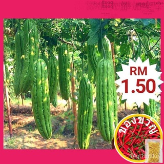 Benih Peria Bitter Gourd Seeds มะระเมล็ด - Seeds-(10  /-)儿童/生菜/母婴/苹果/裙子/seeds/芹菜/上衣/园艺/手链//เมล็ด 2Z63