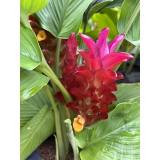 เทพประทานพรสีแดงปลายชมพู เป็นไม้แดด(แบบหัว)