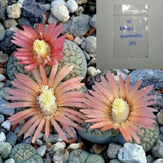 Lithops verruculosa 20เมล็ด 120 บาท