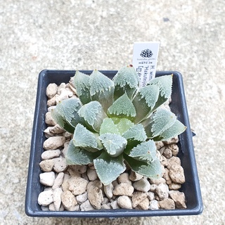 พร้อมส่ง!!!ฮาโวเทีย Haworthia wimii hybrid Hakuteijou จัดส่งแบบล้างรากพร้อมป้าย