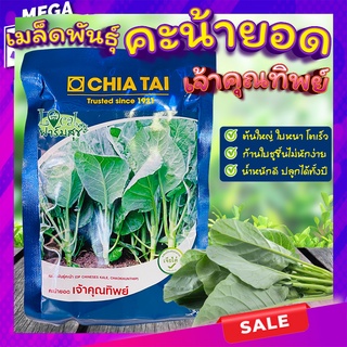 เมล็ดพันธุ์คะน้ายอด🍃 เจ้าคุณทิพย์ เมล็ดพันธุ์เจียไต๋ ผักคะน้า เมล็ดพันธุ์ยอดคะน้า เมล็ดพันธุ์คะน้า ผักสวนครัว