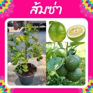 ต้นส้มซ่า #ส้มซ่า #ไม้โบราณหายาก