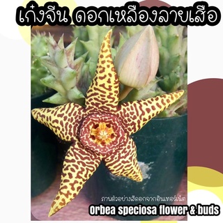 💛🌼เก๋งจีน ดอกสีเหลืองลายเสือ สุดสวย ❗️ orbea speciosa flower&amp;buds นักสะสมเก๋งจีนต้องมีนะคะ 😊♥️