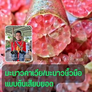 ต้นพันธุ์เสียบยอด มะนาวคาเวียร์ มะนาวนิ้วมือ(สีแดง) สูงประมาณ สูง 30-35 ซม. พร้อมจัดส่ง (1 ต้น)