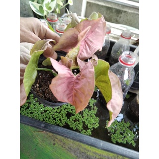 ออมชมพูSyngonium hybrid Pink