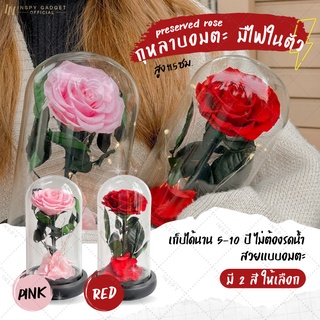 ✨ส่งจากไทย✨ กุหลาบสดในโหลแก้ว มีไฟประดับในโหล มี 2 สีให้เลือก Preserved Rose ของขวัญครบรอบ ดอกกุหลาบอมตะ ดอกกุหลาบ