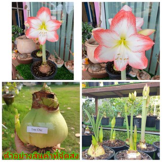 (ขาย หัวพันธุ์) ต้น หัว ดอก ว่านสี่ทิศ ว่าน4ทิศ Amaryllis Sofia แม่ตาล