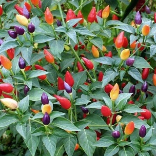 เมล็ดพันธุ์ พริกประดับ คละสี พริก (Ornamental Pepper Mix Seed) บรรจุ  20 เมล็ด