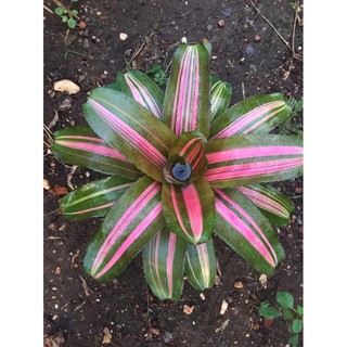 Neo Yang #ต้นสับประรดสี#bromeliad# ต้นไม้สวยงาม# ไม้ประดับ# ตกแต่งสวน# ปลูกตกแต่งบ้าน# ไม้มงคล