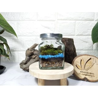 ชุดจัดสวนในขวดแก้ว DIY สวนขวด เซ็ทประหยัด 99฿ มีของพร้อมส่ง