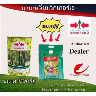 เมล็ดพันธุ์ บวบเหลี่ยมวิกเกอร์ เอ 50g แถมกูซิก้าจีซองเล็ก