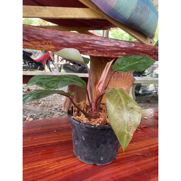 philodendron pink princess Ppp