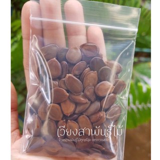 เมล็ดพันธุ์ต้นแดง เมล็ดต้นแดง 30เมล็ด 50บาท/ 50เมล็ด 70บาท/ 100เมล็ด 120บาท