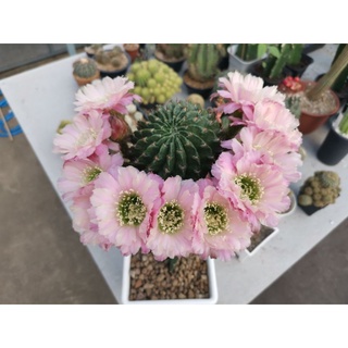 กระบองเพชร CACTUS ขายไม้กราฟ Echinopsis ROKOKO (MARUSTERI) ไม้นำเข้าออกดอกในไทยแล้ว ไซส์ 6.5 ซม. พร้อมออกดอก ครับ