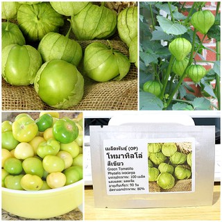 เมล็ดพันธุ์ โทมาทิลโล่ สีเขียว (Green Tomatillo Seed) คุณภาพดี ราคาถูก ของแท้ 100%