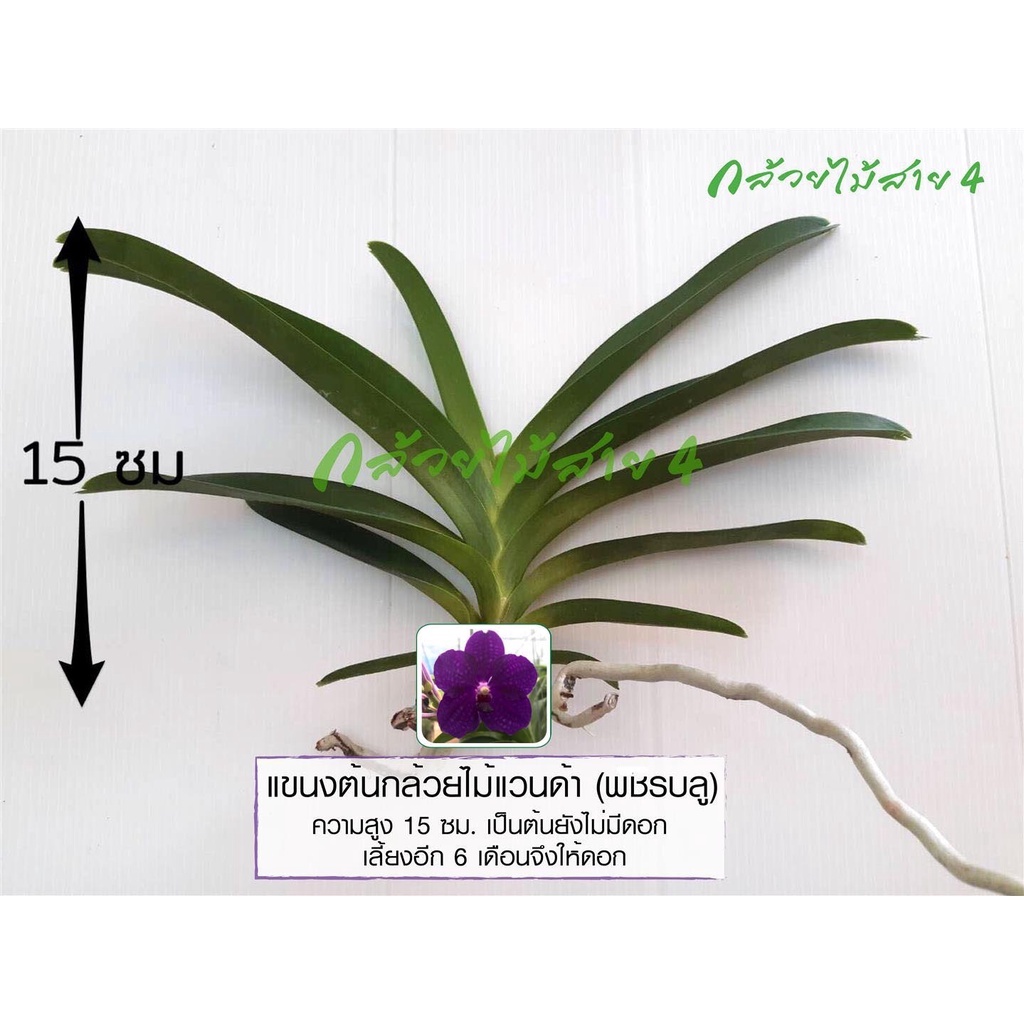 แขนงต้นกล้วยไม้แวนด้า พชรบลู สีม่วง (Vanda Patchara Blue Orchid Plant)