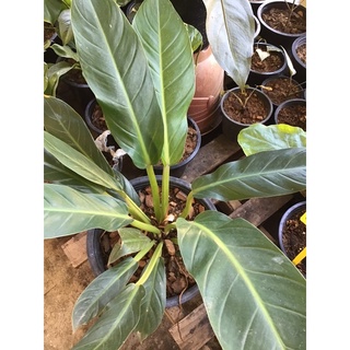 ฟิโลเดนดรอน เศรษฐีมีทรัพย์ Philodendron sp. ‘Setthimisap’ ไม้มงคล ไม้ประดับ ต้นใหญ่ (กระถาง9นิ้ว)(1ต้น/แพค)