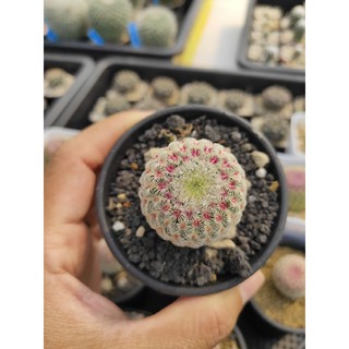 Echinocereus rigidissimus
เรนโบว์ (Arizona Rainbow Cactus)